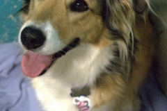 Kennel1